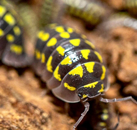 Giant Neon Yellow Isopod, (Armadillidium gestroi) - Richard’s Inverts