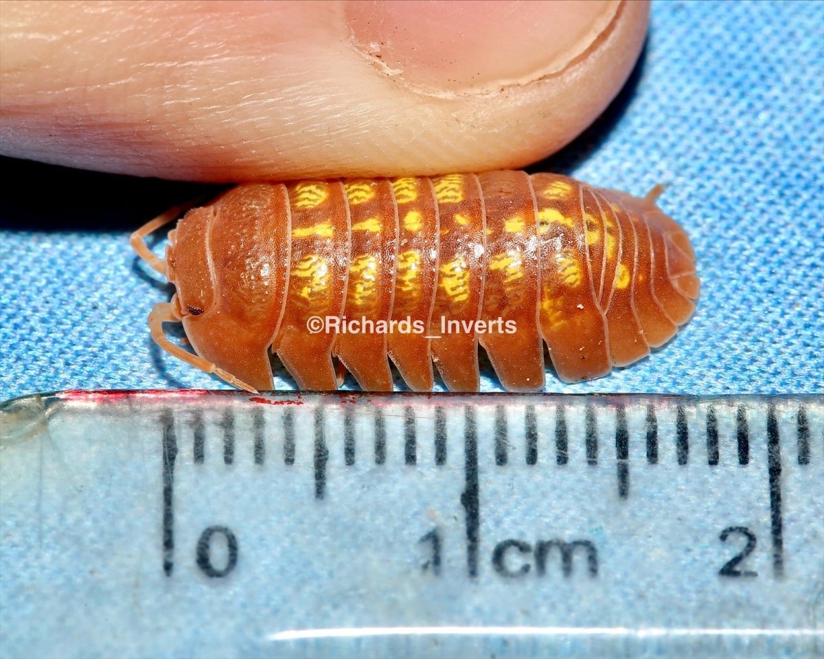 Giant Orange Isopod, (Armadillidium granulatum) - Richard’s Inverts