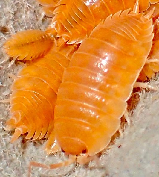 Giant Orange Isopod, (Porcellio laevis "Orange") - Richard’s Inverts
