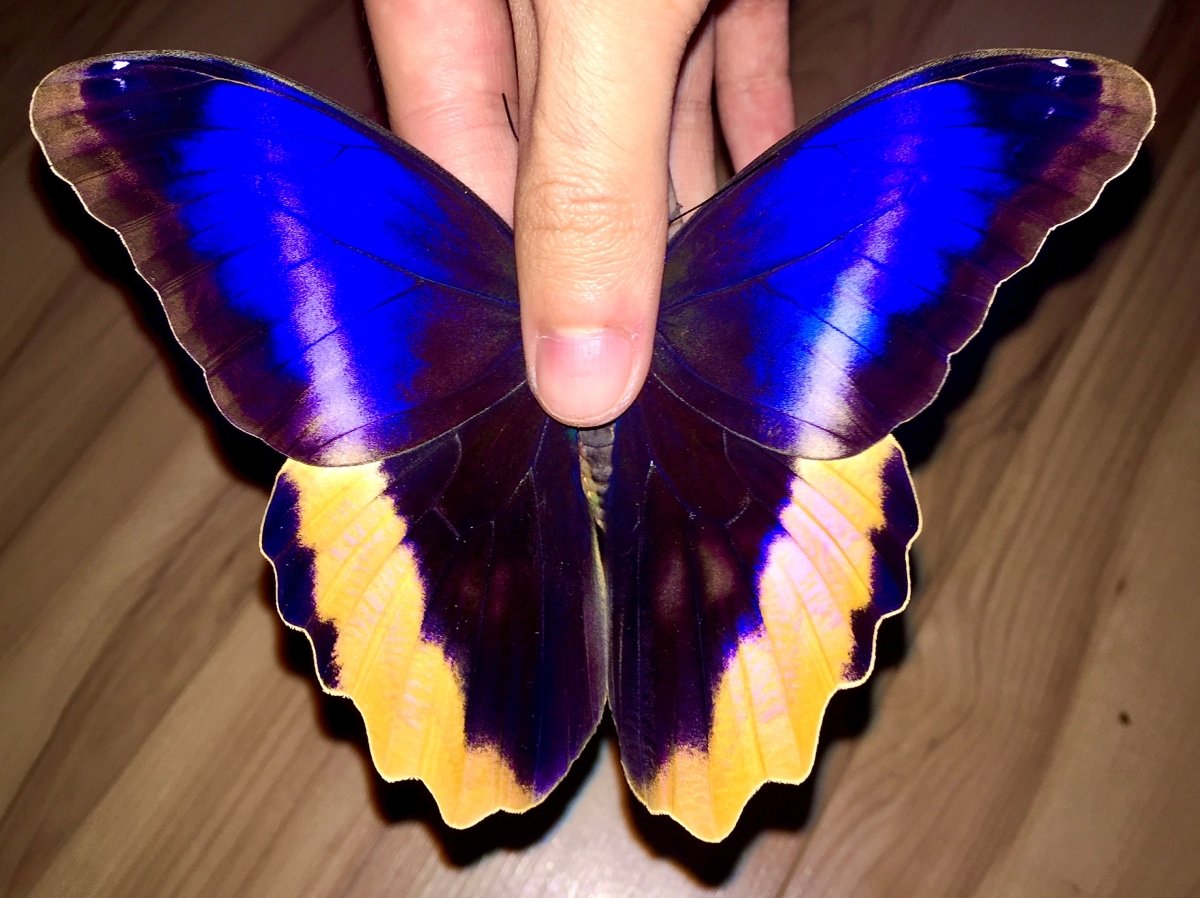 Claigo Caligo atreus For Sale | Richard's Inverts