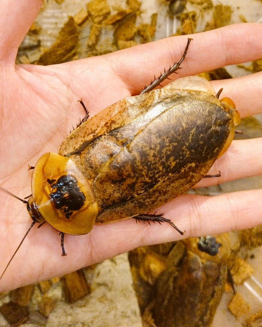 Giant Peppered Roach, (Archimandrita tessellata) - Richard’s Inverts