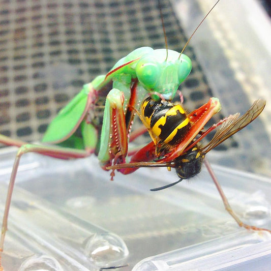 Giant Rainforest Mantis, (Hierodula majuscula) - Richard’s Inverts