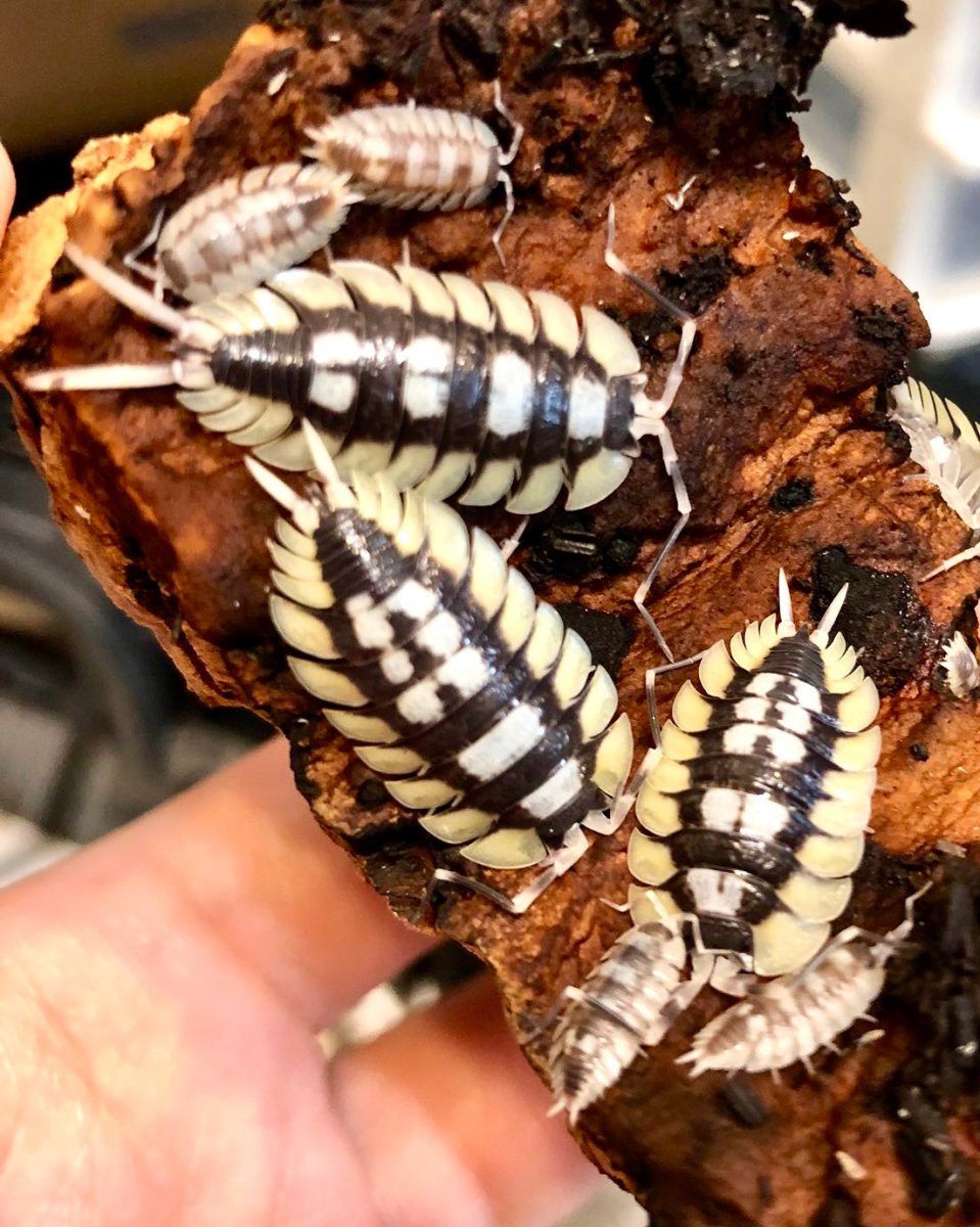 Giant Spanish Isopod, (Porcellio expansus) - Richard’s Inverts