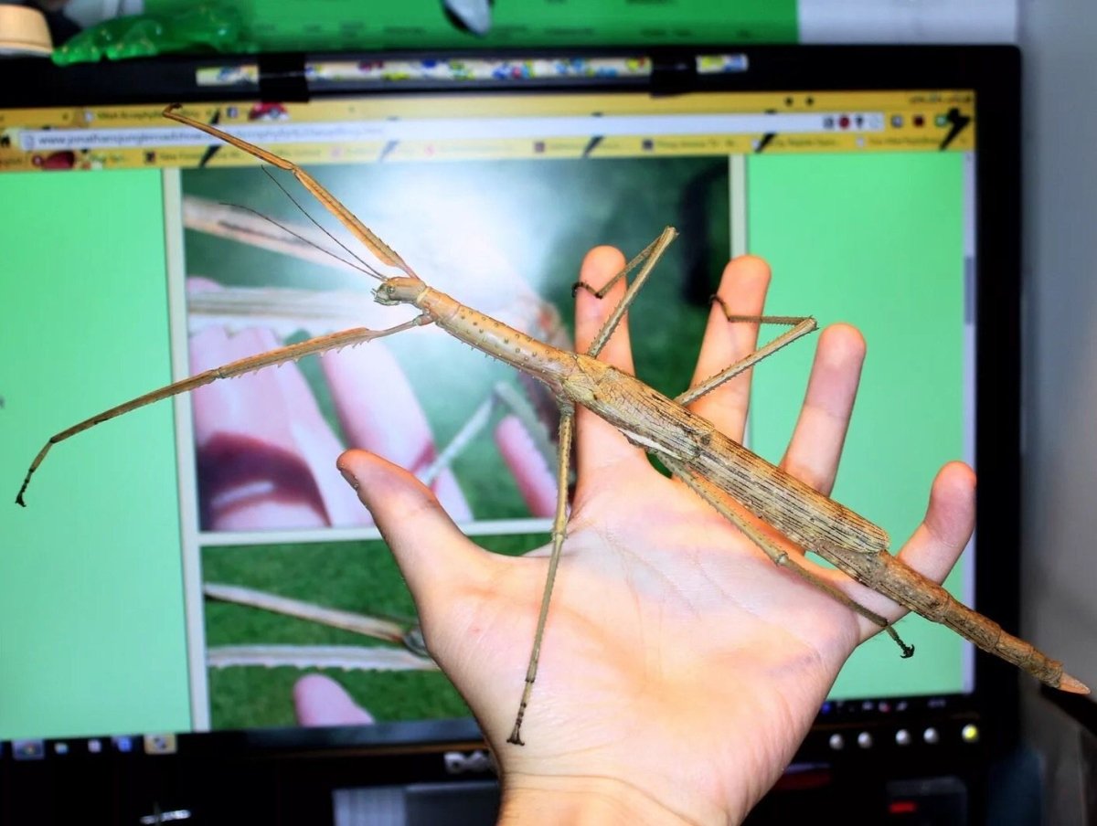 Giant Stick Insect, (Acrophylla wuelfingi) - Richard’s Inverts
