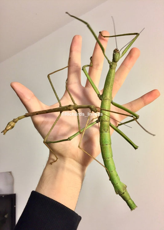 ⨂ Giant Stick Insect, (Pharnacia ponderosa) - Richard’s Inverts