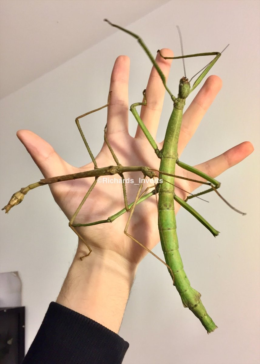 Stick Leaf Insects For Sale UK Richard s Inverts Stick Leaf Insects For Sale UK Richard s Inverts