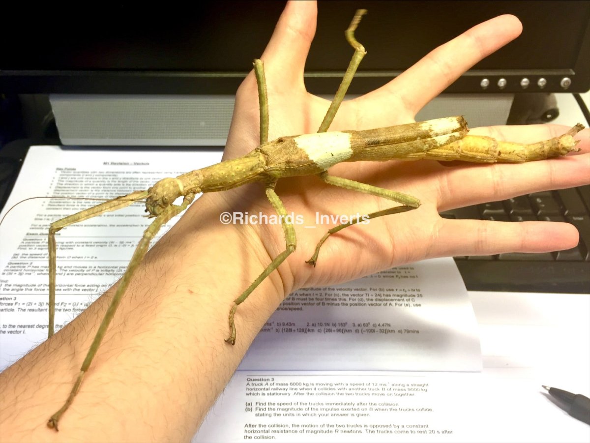 Giant Stick Insect, (Phasma gigas "Jailolo") - Richard’s Inverts