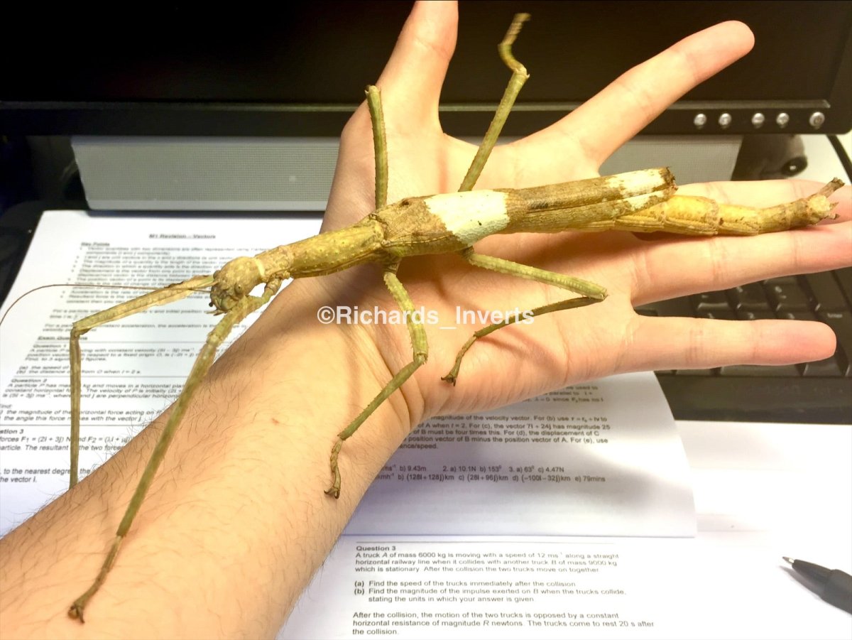 Jailolo Giant Stick Insects For Sale UK Richard s Inverts Jailolo Giant Stick Insects For Sale UK Richard s Inverts