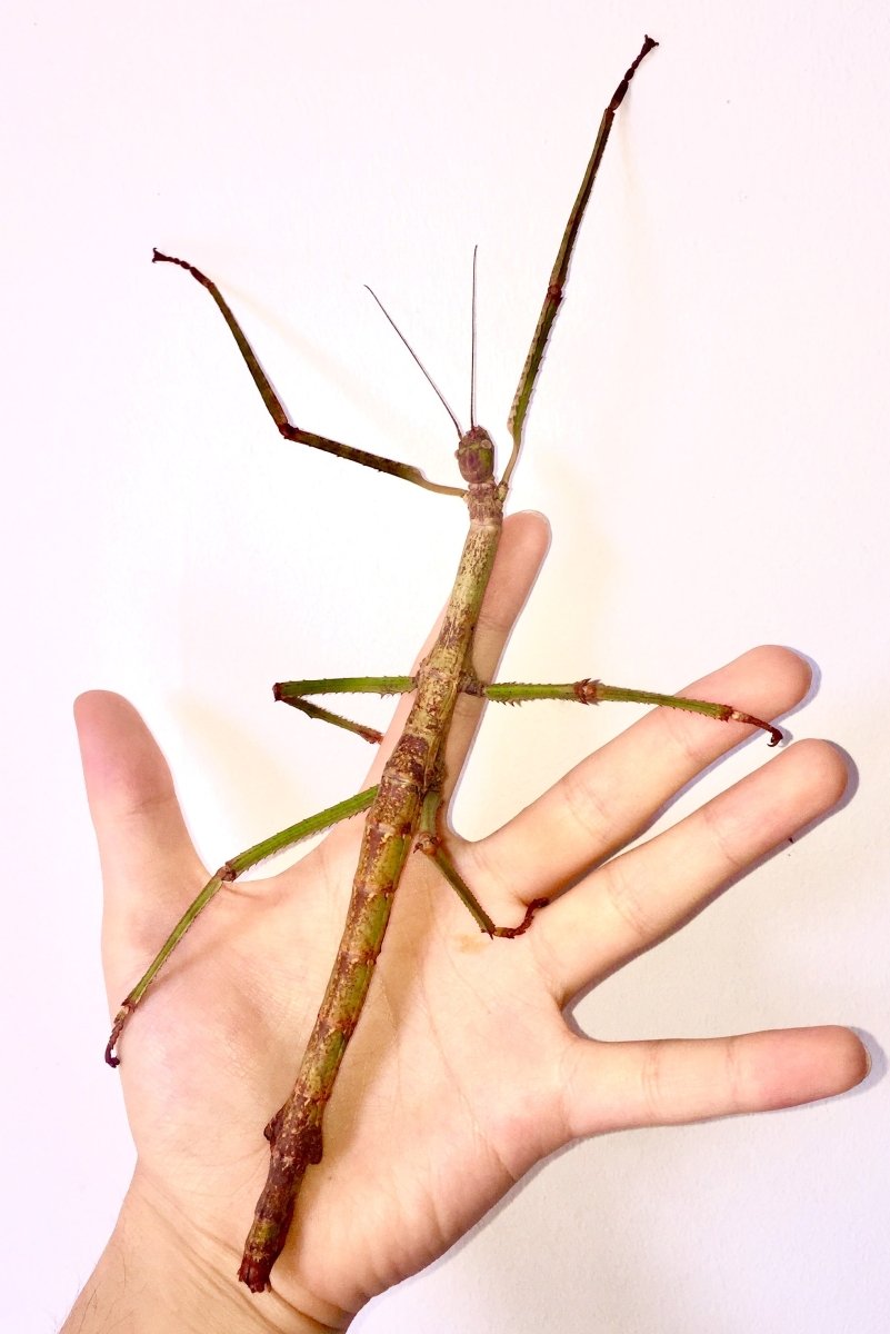 ⨂ Giant Stick Insect, (Tirachoidea siamensis "Phuket") - Richard’s Inverts