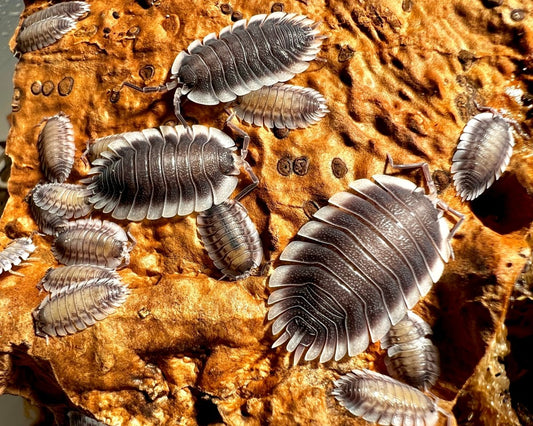 Greek Shield Isopod, (Porcellio werneri) - Richard’s Inverts