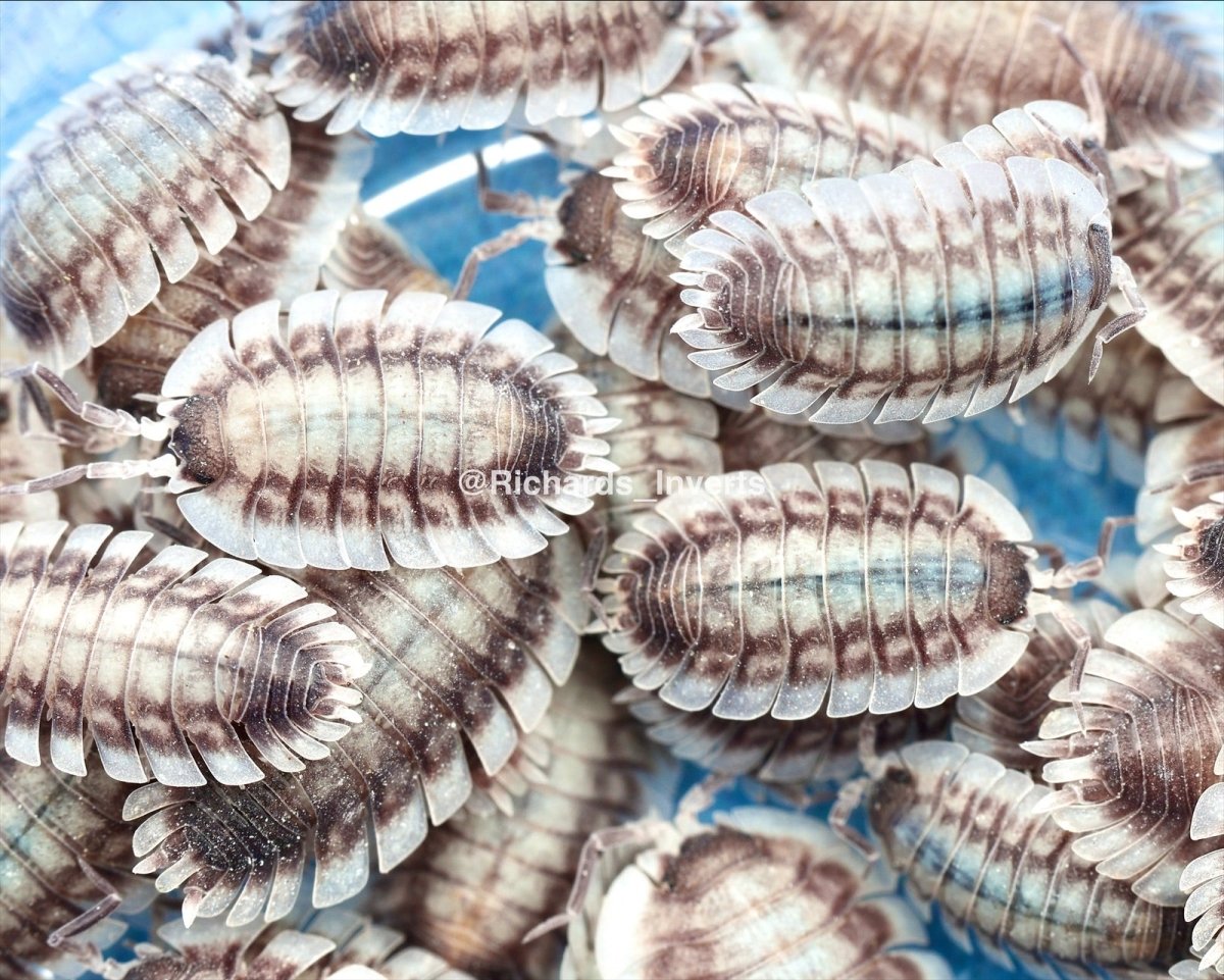 Greek Shield Isopod "Silverback", (Porcellio werneri) - Richard’s Inverts