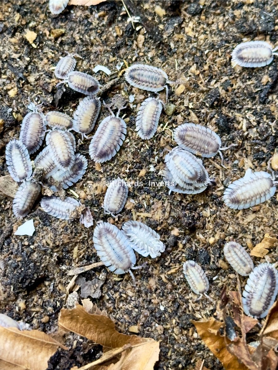 Greek Shield Isopod "Silverback", (Porcellio werneri) - Richard’s Inverts