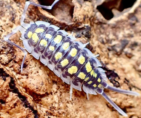 High Yellow Isopod, (Porcellio haasi 