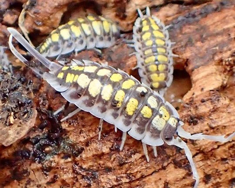 High Yellow Isopods for sale – Richard's Inverts
