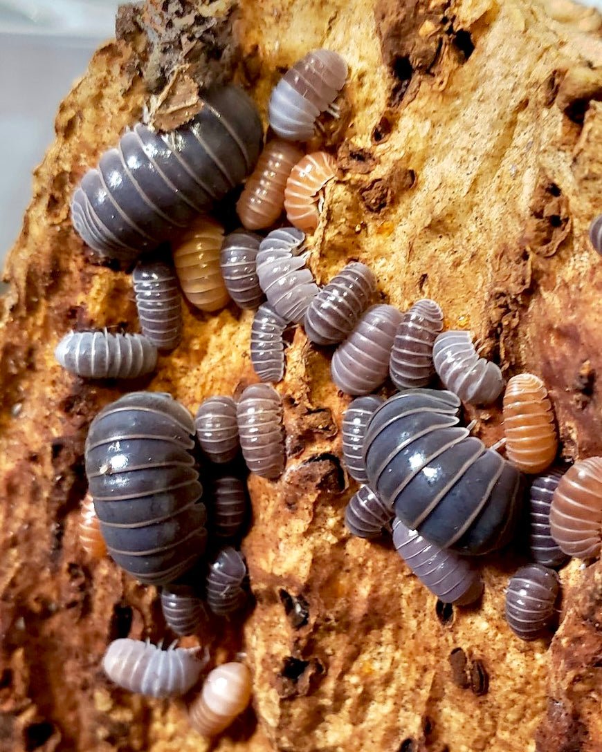 ⨂ Hissing Isopod, (Armadillo officinalis) - Richard’s Inverts