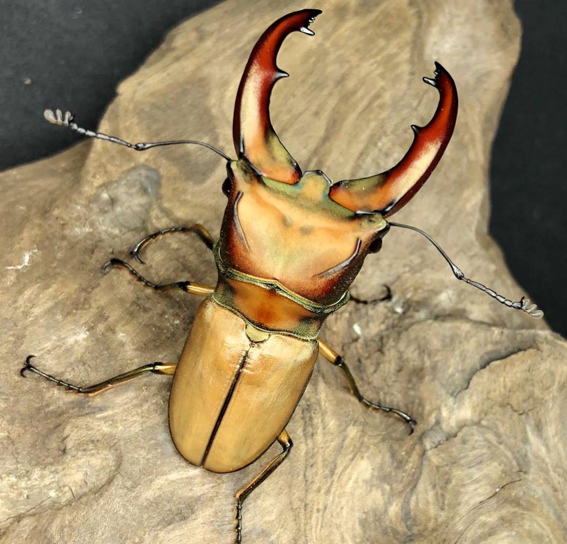 Larvae - Taiwanese Stag Beetle, (Cyclommatus mniszechi) - Richard’s Inverts