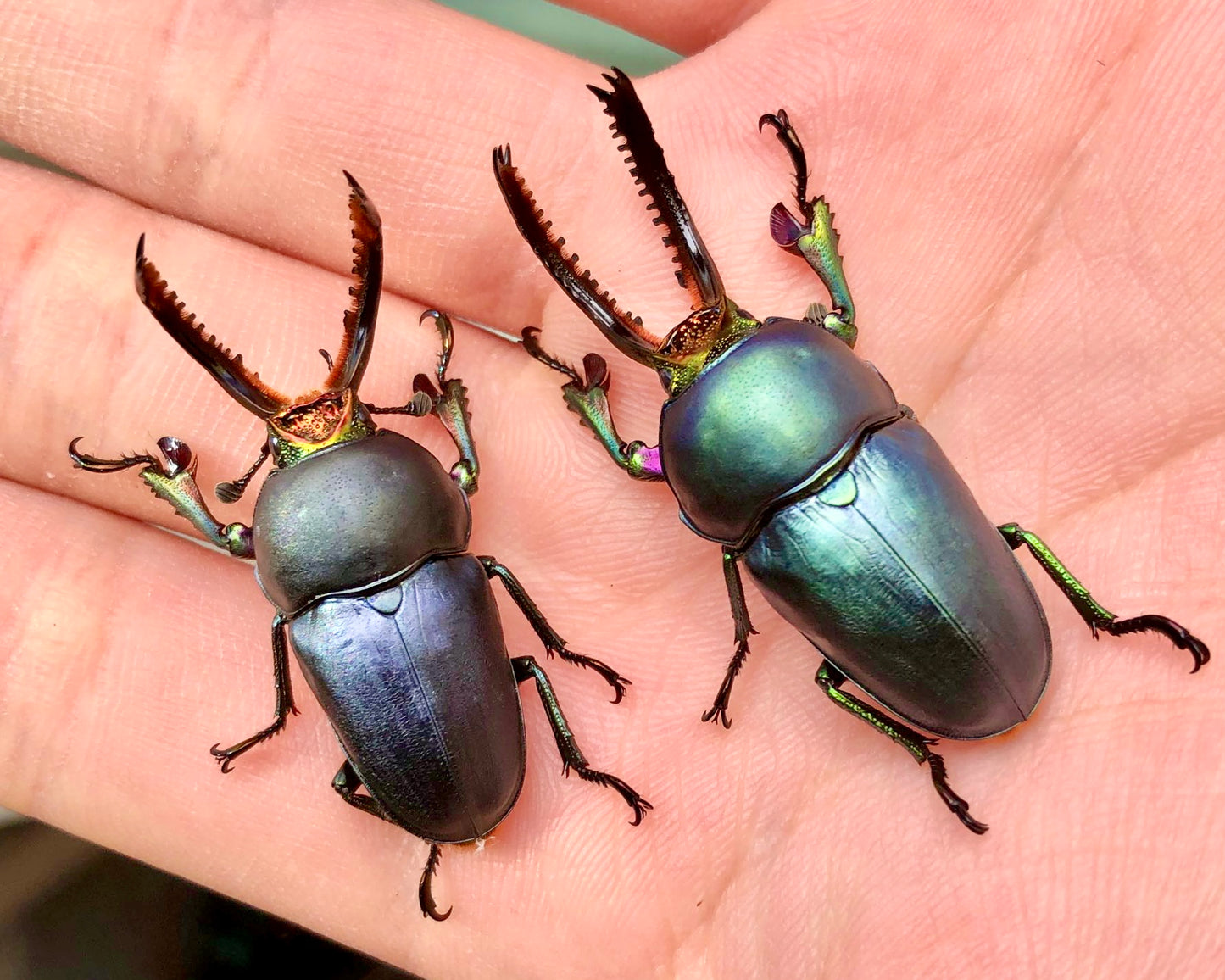 ⨂ ADULTS - "Sapphire" Jewel Stag Beetle, (Lamprima adolphinae)