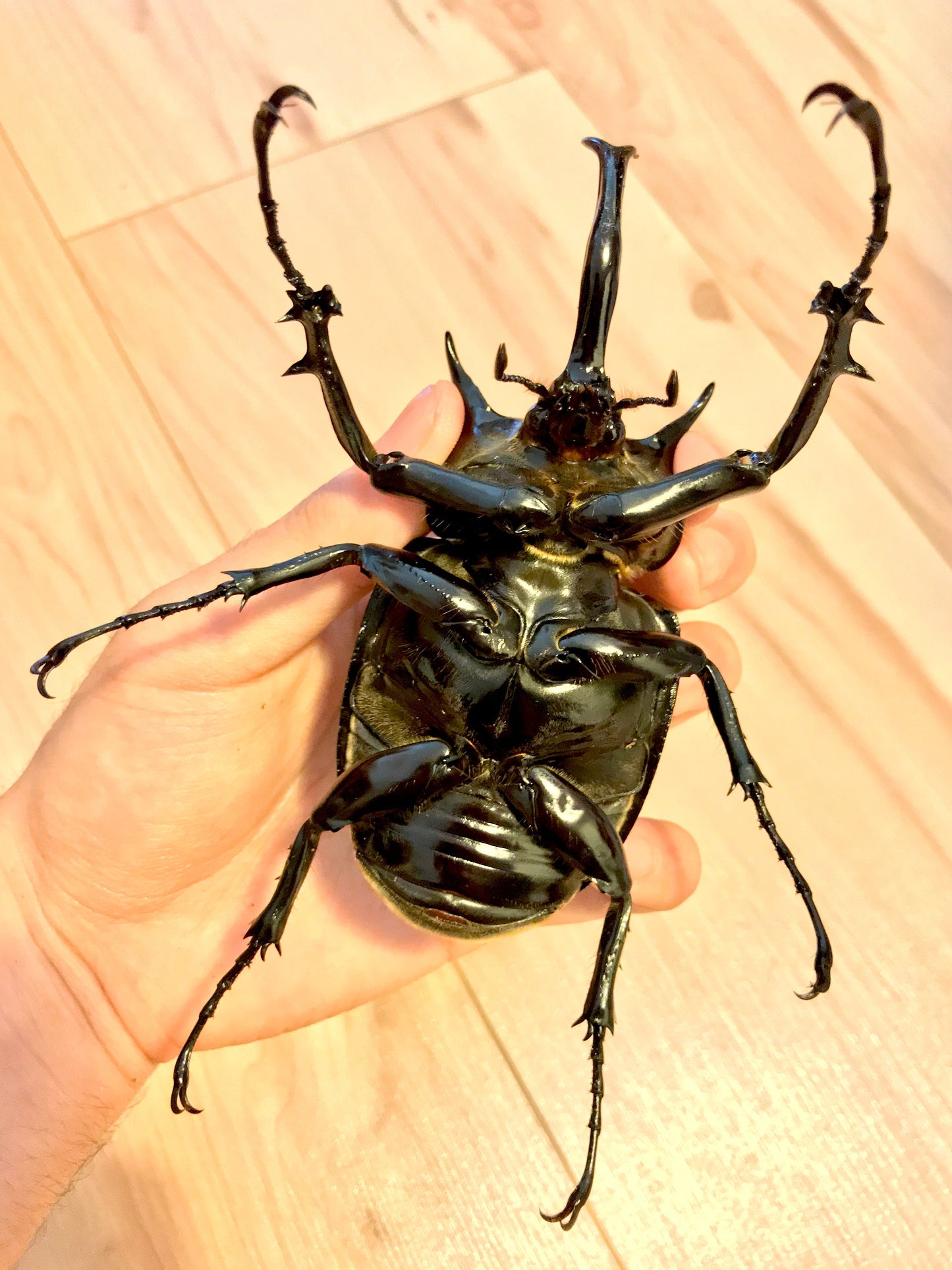 ⨂ Larvae - Mars Rhino Beetle, (Megasoma mars)