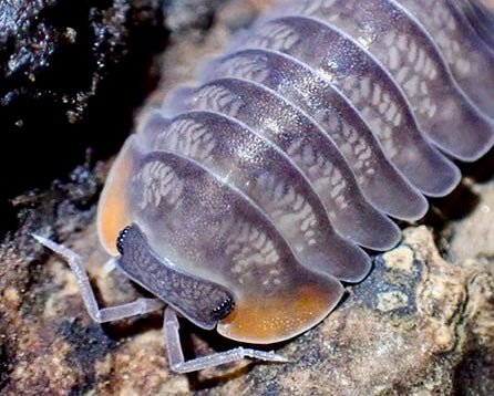 Ishigaki Island Isopod, (Cubaris sp. "Ishigaki Island") - Richard’s Inverts
