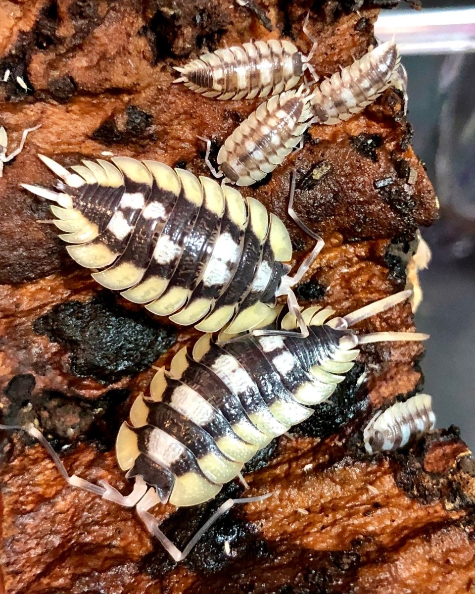 Isopod - Giant, (Porcellio expansus) - Richard’s Inverts