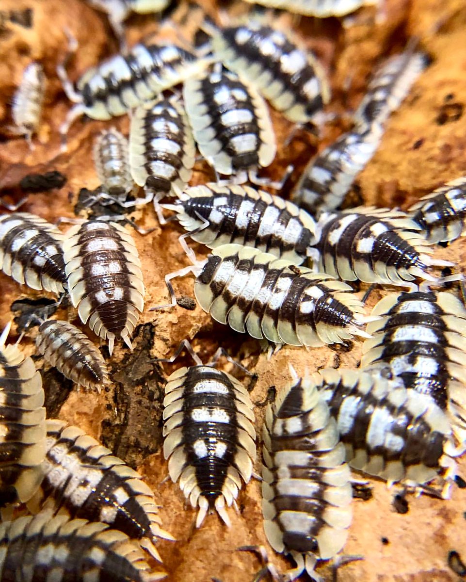 Isopod - Giant, (Porcellio expansus) - Richard’s Inverts