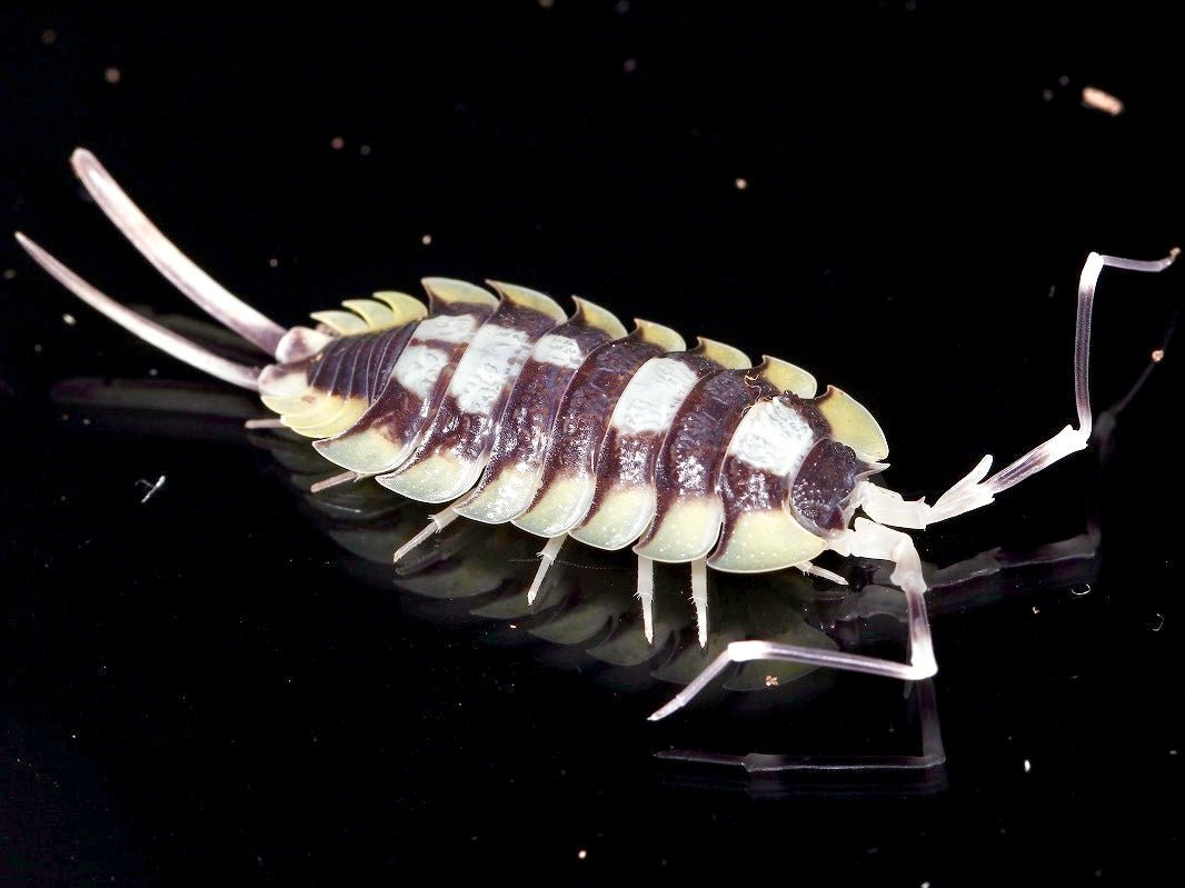 Isopod - Giant, (Porcellio expansus) - Richard’s Inverts