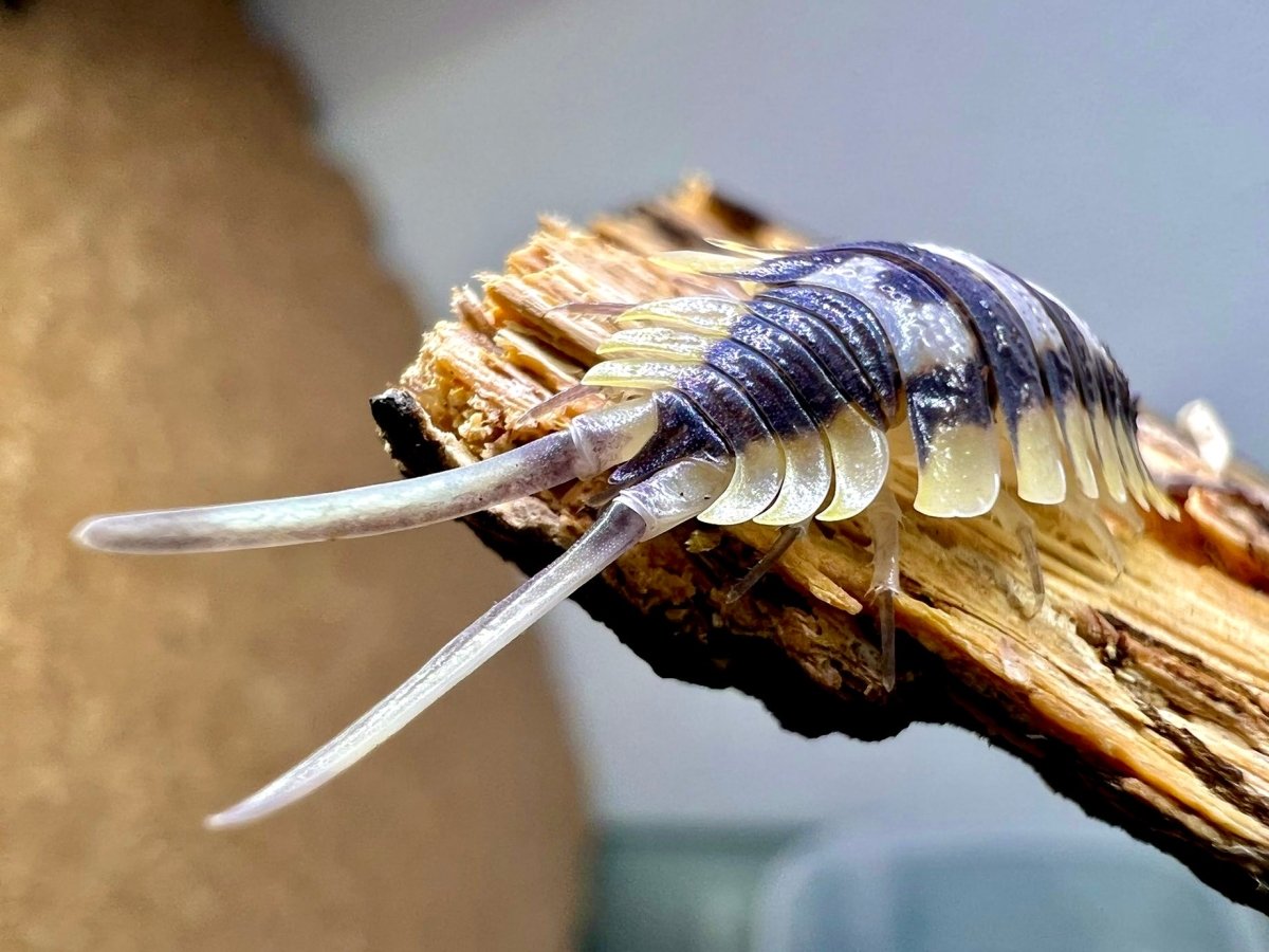 Isopod - Giant, (Porcellio expansus) - Richard’s Inverts