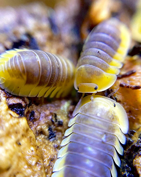 Lemon Blue Isopods For Sale | Richard's Inverts