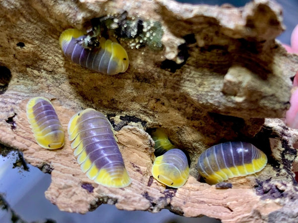 Lemon Blue Isopods For Sale | Richard’s Inverts