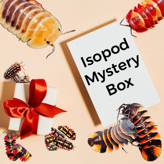 :≈ Isopod Mystery Boxes ≈: - Richard’s Inverts