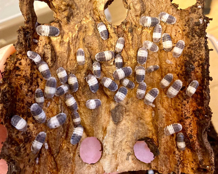 Exotic Insect Shop – Richard's Inverts