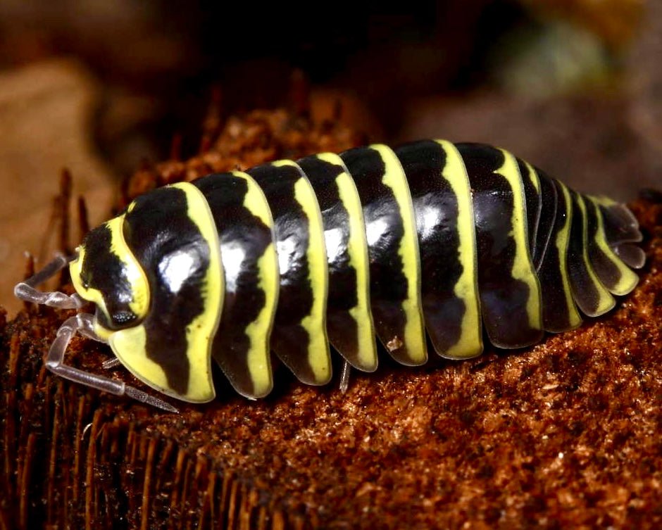Isopod - Yellow Zebra, (Armadillidium maculatum) - Richard’s Inverts