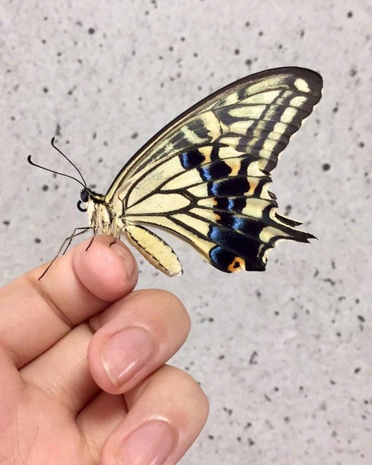 ⨂ Japanese Swallowtail Butterfly, (Papilio xuthus) - Richard’s Inverts
