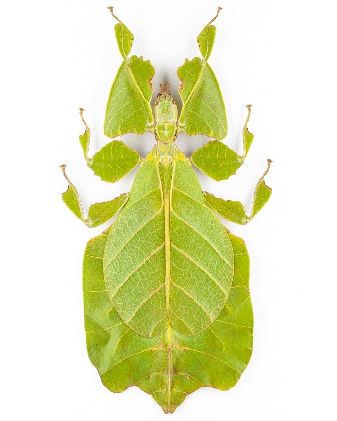 Javanese Leaf Insect, (Pulchriphyllium pulcrifolium) - Richard’s Inverts
