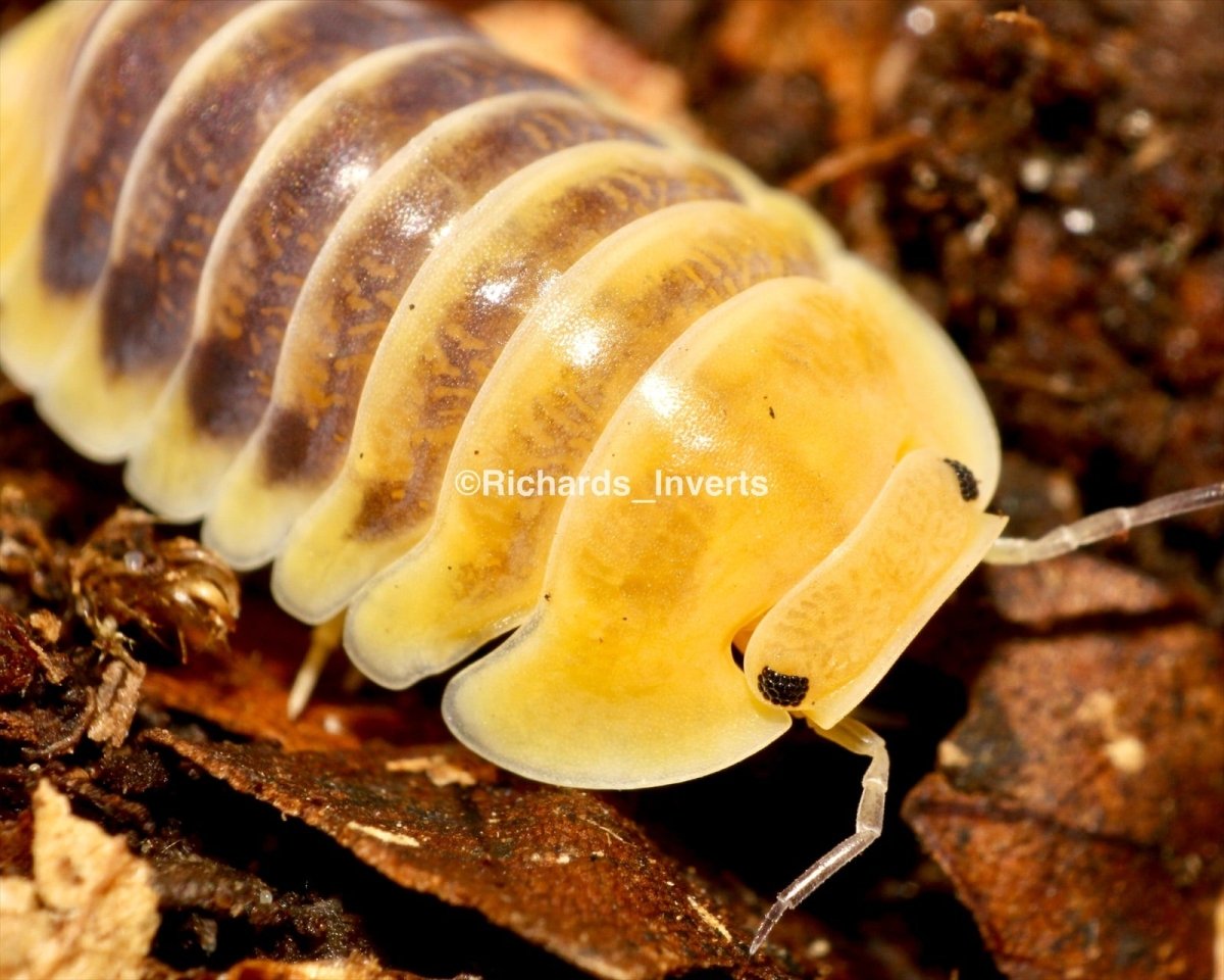 ⨂ Jupiter Isopod, (Cubaris sp. "Jupiter") - Richard’s Inverts