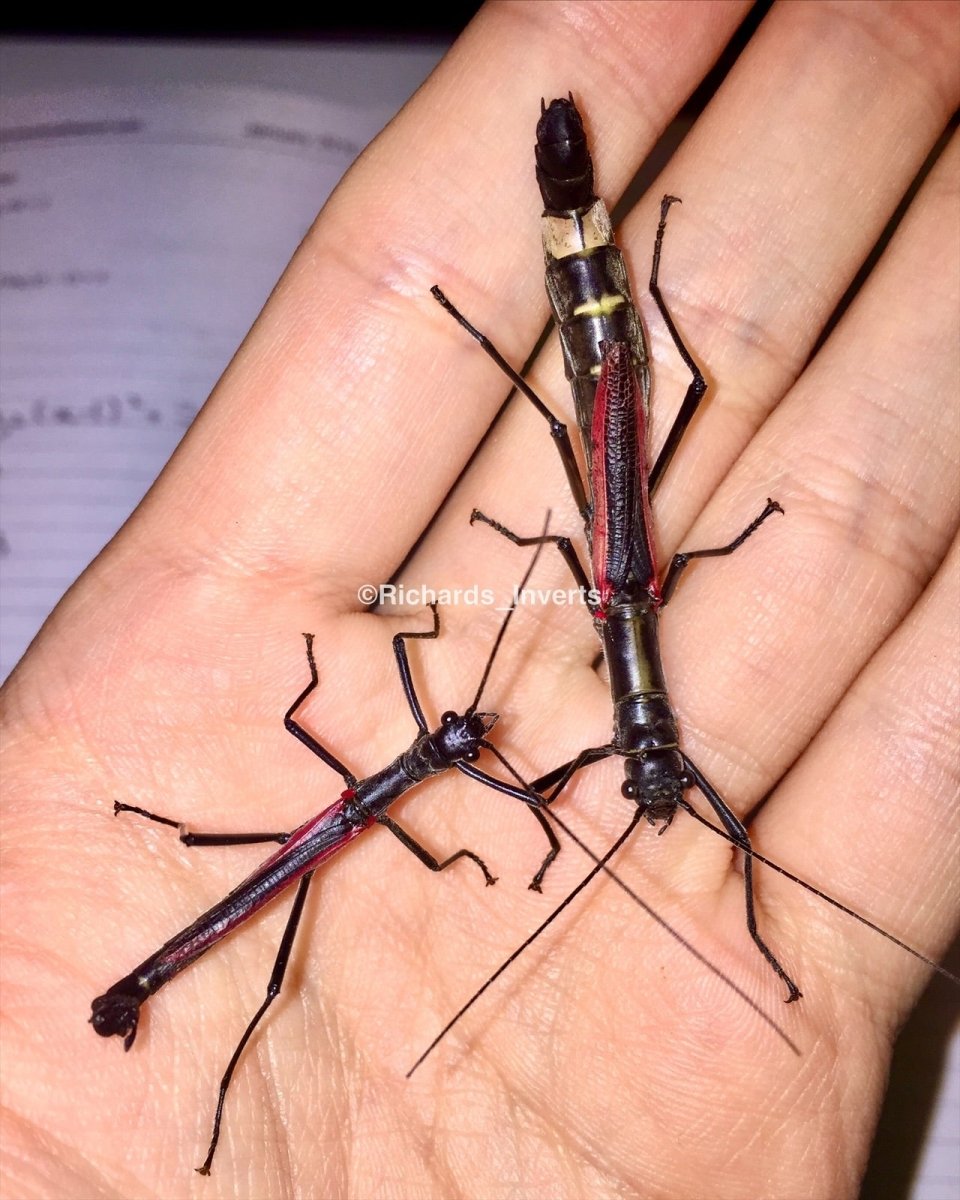 ⨂ Kang's Stick Insect, (Orthomeria kangi "Benguet") - Richard’s Inverts