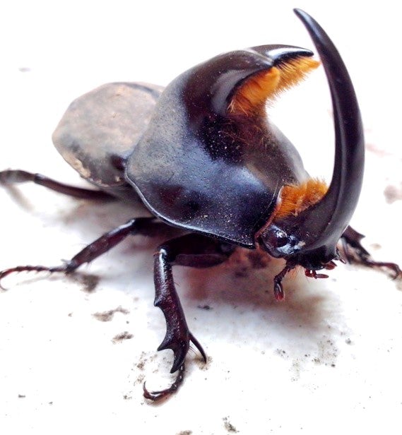 ⨂ Larvae - Abderus Rhino Beetle, (Diloboderus abderus) - Richard’s Inverts