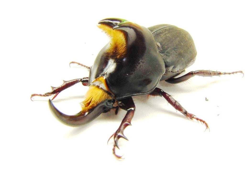 ⨂ Larvae - Abderus Rhino Beetle, (Diloboderus abderus) - Richard’s Inverts