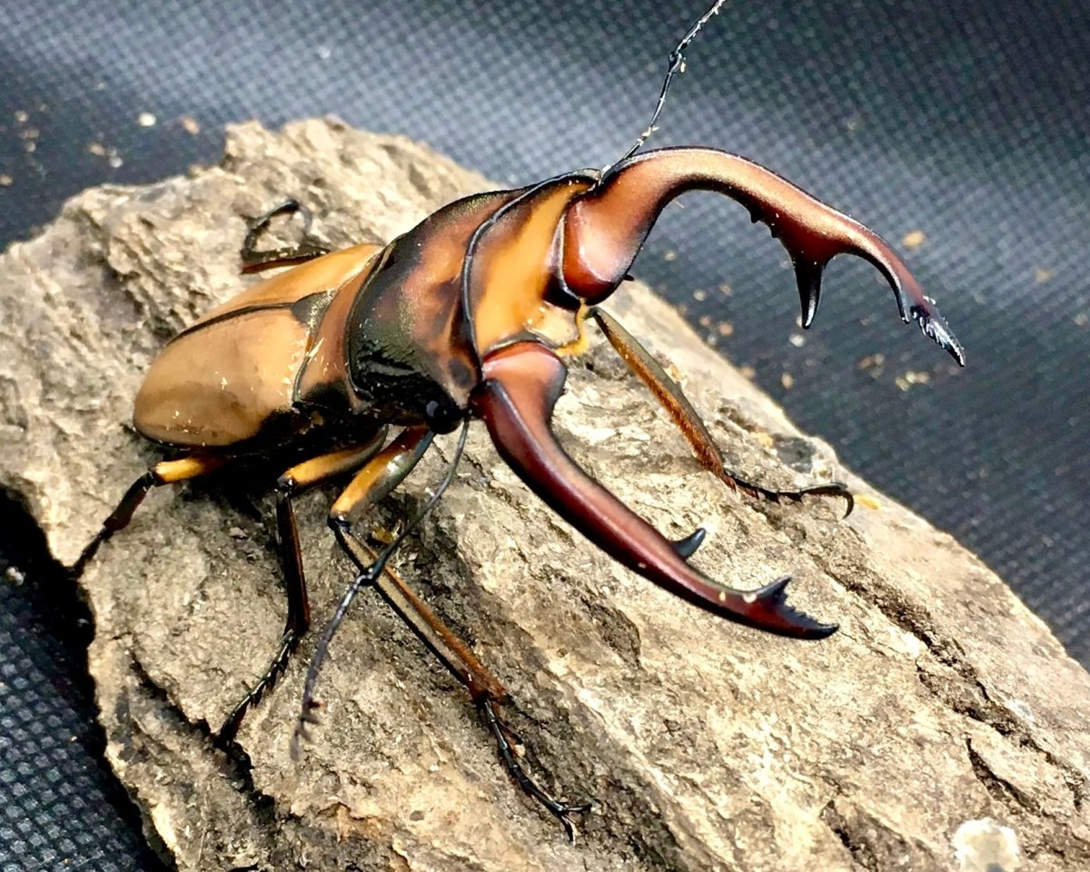 Larvae - Alagari Stag Beetle, (Cyclommatus alagari) - Richard’s Inverts