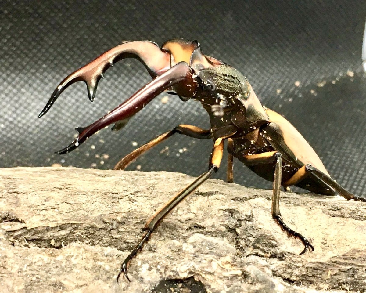 Larvae - Alagari Stag Beetle, (Cyclommatus alagari) - Richard’s Inverts