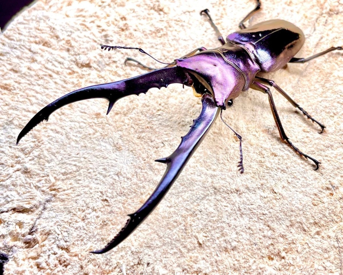 Larvae - "Amethyst" Metallic Stag Beetle, (Cyclommatus metallifer) - Richard’s Inverts