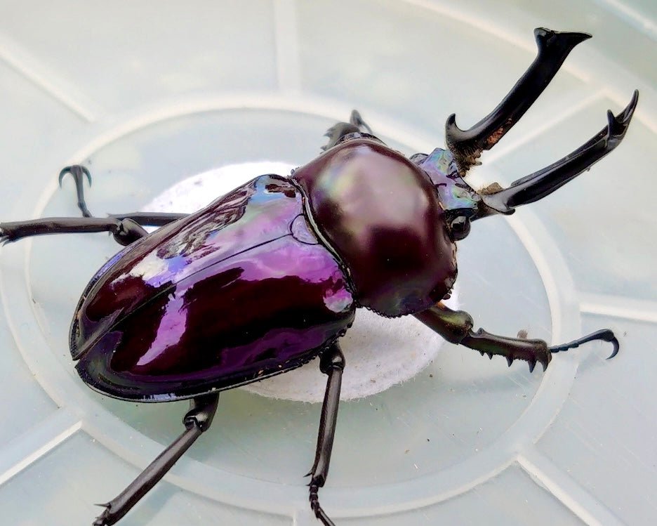 ⨂ Larvae - "Amethyst" Rainbow Stag Beetle, (Phalacrognathus muelleri) - Richard’s Inverts