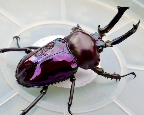Phalacrognathus muelleri "Amethyst" For Sale | Richard's Inverts