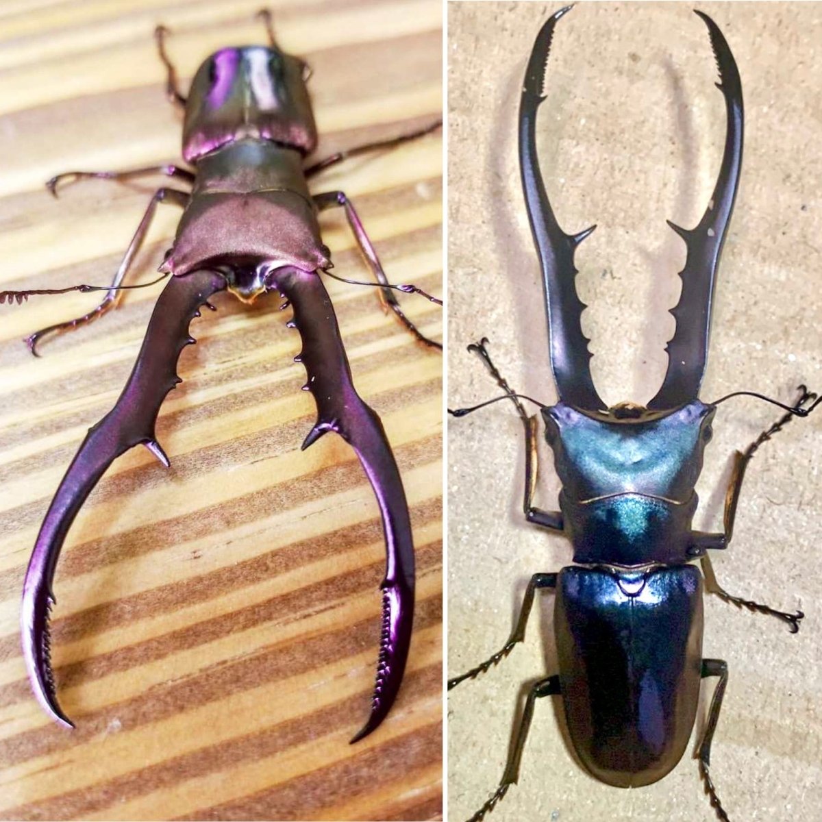 ⨂ Larvae - "Amethyst X Cyan" Metallic Stag Beetle, (Cyclommatus metallifer) - Richard’s Inverts