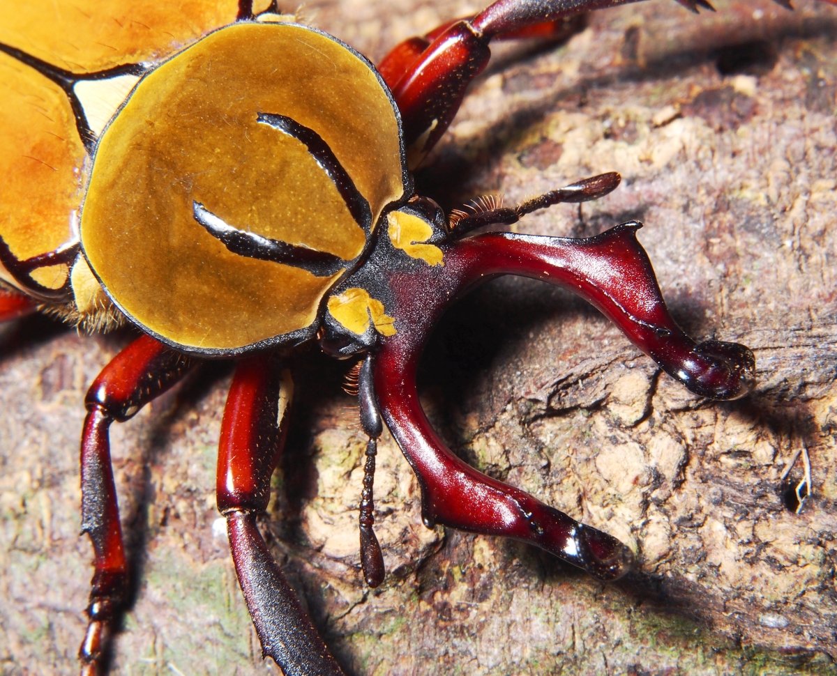 Larvae - Antler Flower Beetle, (Dicronocephalus wallichi) - Richard’s Inverts