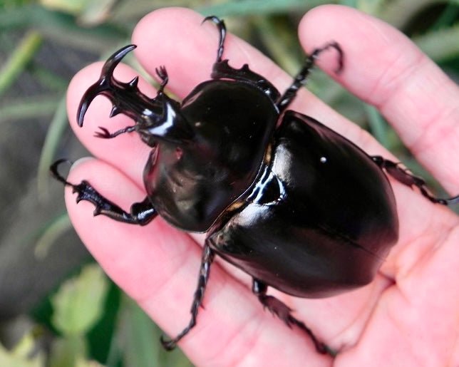 Larvae - Barbed Rhino Beetle, (Xyloscoptes davidi) - Richard’s Inverts