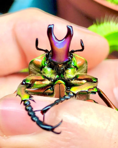 Larvae - Bijou Flower Beetle, (Compsocephalus dmitriewi) - Richard’s Inverts