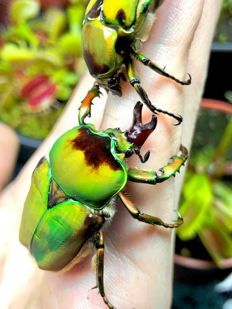 Larvae - Bijou Flower Beetle, (Compsocephalus dmitriewi) - Richard’s Inverts