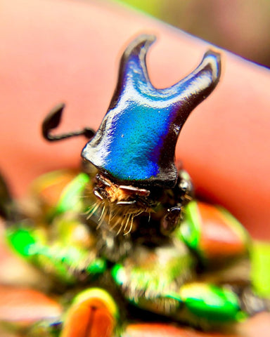 Larvae - Bijou Flower Beetle, (Compsocephalus dmitriewi) - Richard’s Inverts