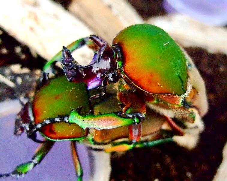 Larvae - Blossom Flower Beetle, (Compsocephalus preussi) - Richard’s Inverts